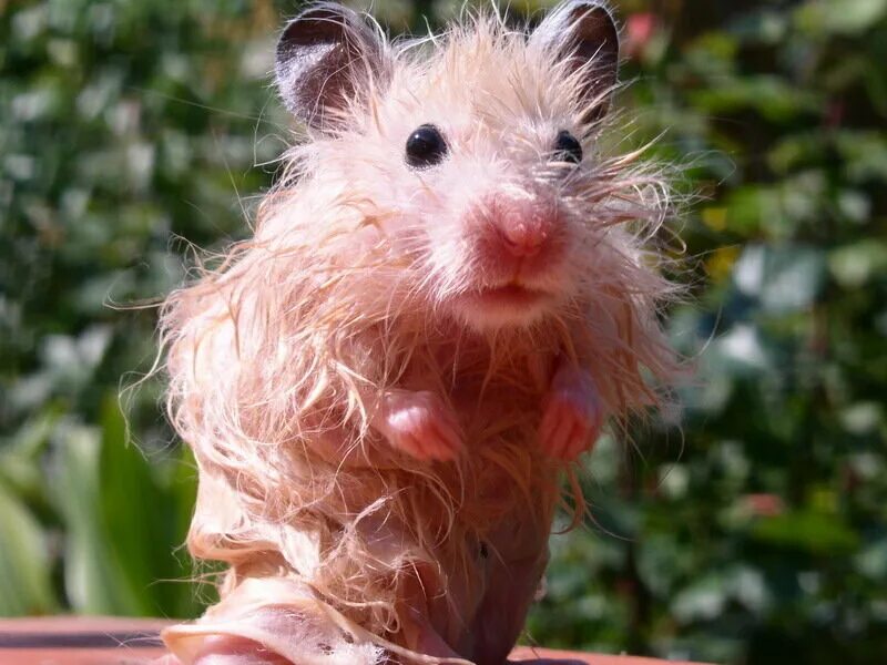 Мокрая мышь. Мокрая мышь милая. Крыса. Мокрый хомячок. Мокрый мышонок.