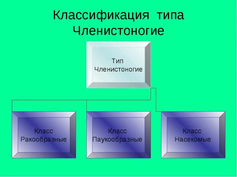 Тип членистоногие классификация. Классификация типа членистоногие. классификация типа членистоногих. систематика типа членистоногие. 37. классификация типа членистоногие..