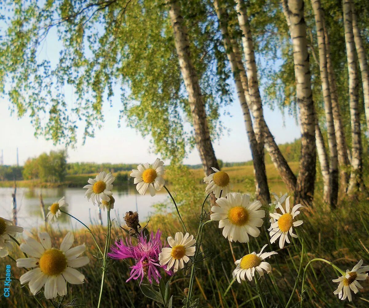 Прошлое лето это какое лето. Лето. август природа. август пейзаж. лето в россии.