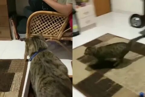 Руки прочь от котик