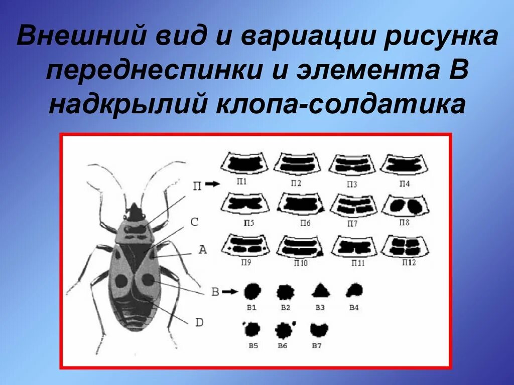 Какой тип питания характерен для клопа. Клоп солдатик строение. Клоп внешний вид. Внешний вид клопа солдатика. Строение тела солдатика.