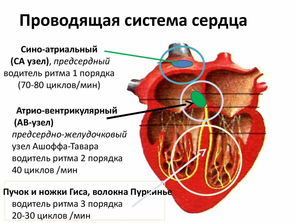 Проводящая система сердца анатомия и физиология. Название узлов проводящей системы сердца. Проводящая система сердца синоатриальный узел. Функции элементов проводящей системы сердца. Сердце образовано клетками