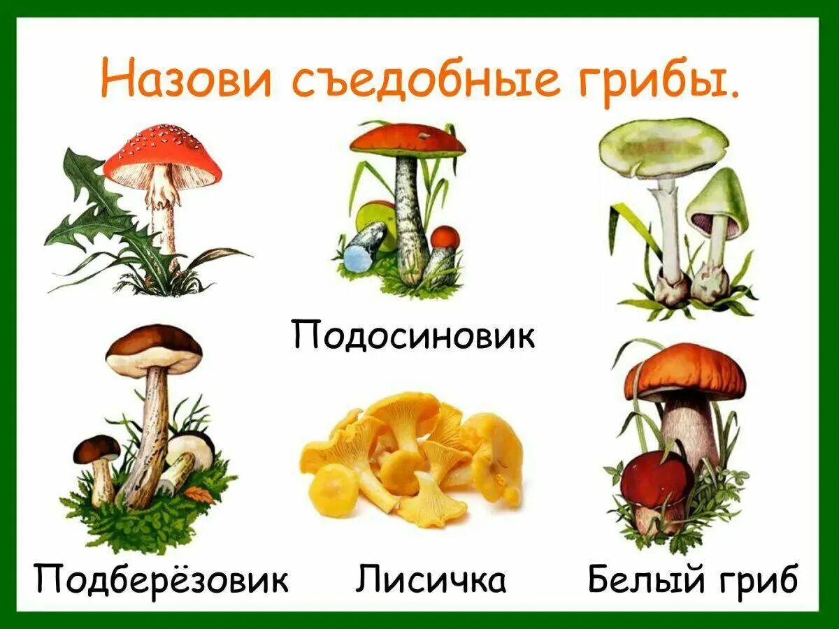 Съедобные и несъедобные грибы рисунок. Съедобные и несъедобные грибы в картинках с названиями для детей. съедобные грибы. несъедобные грибы для дошкольников. съедобные и несъедобные грибы для детей.