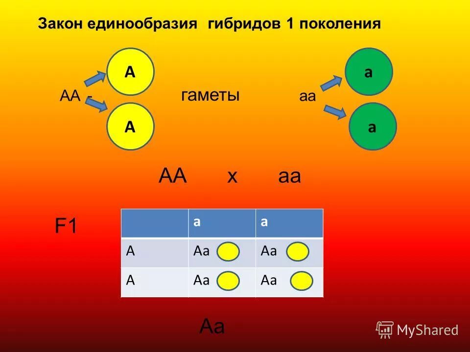 аа аа скрещивание. что такое аа 2 аа. законы скрещиваний аа аа аа аа. анализирующее скрещивание закон менделя. аа аа скрещивание.