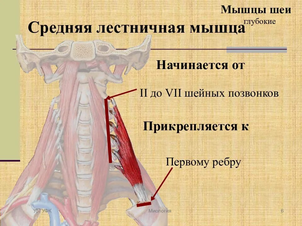 Передняя средняя и задняя лестничные мышцы. Передняя лестничная мышца шеи анатомия. Передняя средняя и задняя лестничные мышцы функции. Глубокие мышцы шеи прикрепляющиеся к 1 ребру.