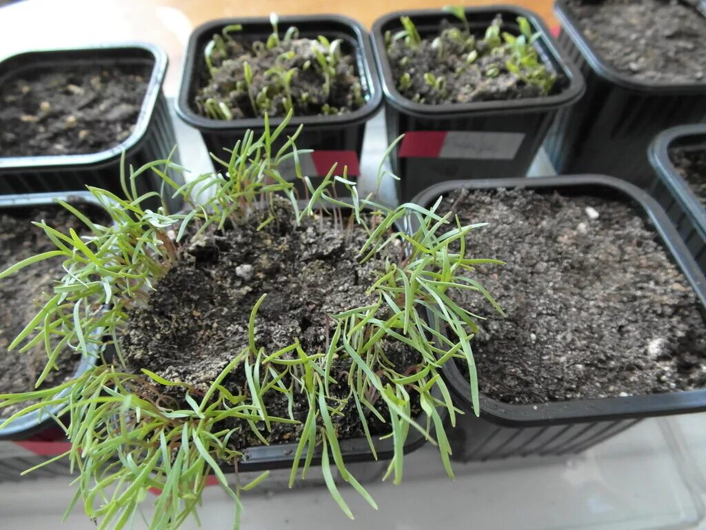 когда сажать кохию на рассаду