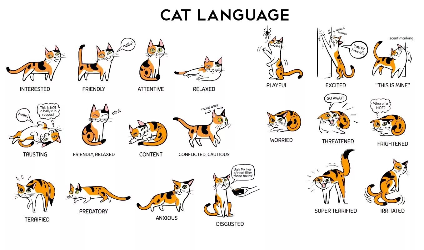 Кошачий язык жестов. Кошачий язык учить. Кошачий язык тела.