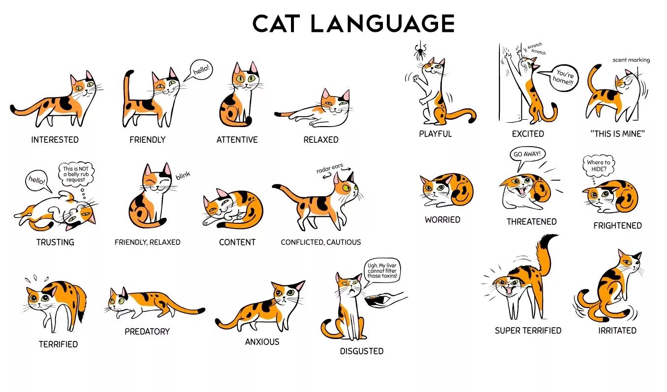 Getting a cat