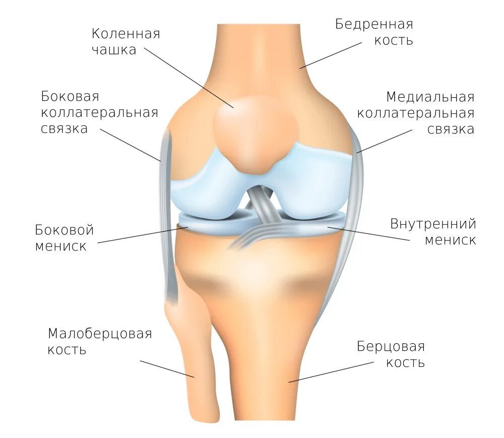 Коленный сустав сайт. Строение коленного сустава мыщелки. Строение мениска коленного сустава анатомия. Мыщелок коленного сустава анатомия. Мениски коленного сустава анатомия.