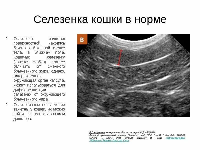 Селезенка кота. Ультразвуковые нормы селезенки кошек. Размеры селезенки в норме. Диаметр селезеночной вены в норме на УЗИ. УЗИ селезенки норма.