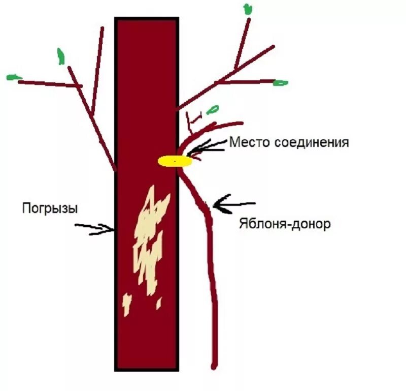 Кору яблони погрызли мыши что делать. Прививка сближением аблактировка. Яблоня прививка аблактировкой. Прививка сближением плодовых деревьев аблактировка. Мыши погрызли яблоню.