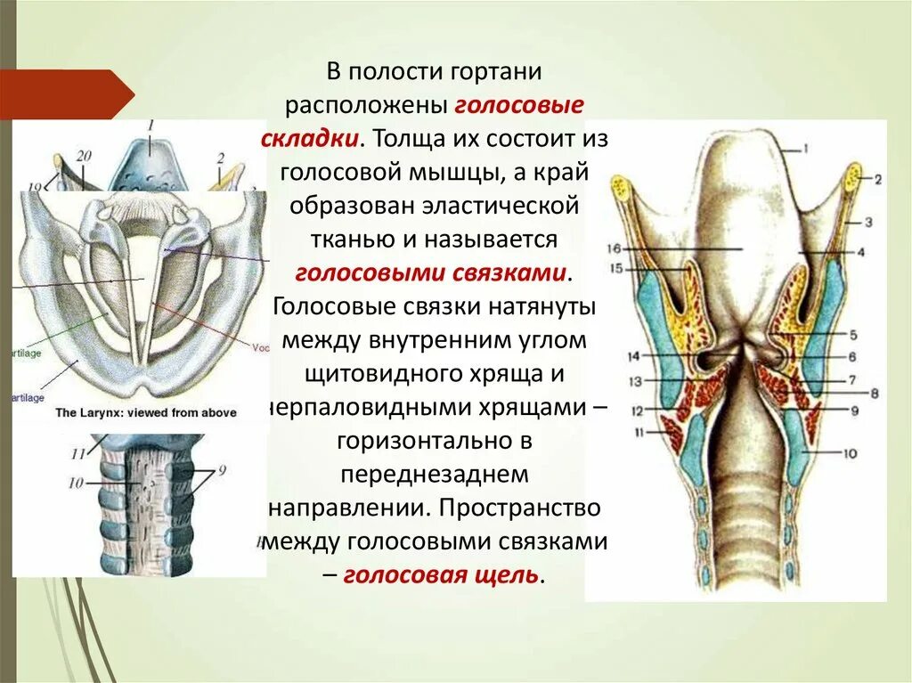 Гортани органы входящие в состав системы. Функциональная анатомия гортани трахеи. Строение полости гортани. Гортань располагается на уровне. Гортань схема.