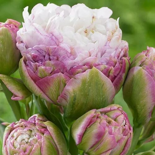 Тюльпан Триумф Bolroyal Pink (Болроял Пинк) - Рассада цветов и овощей.