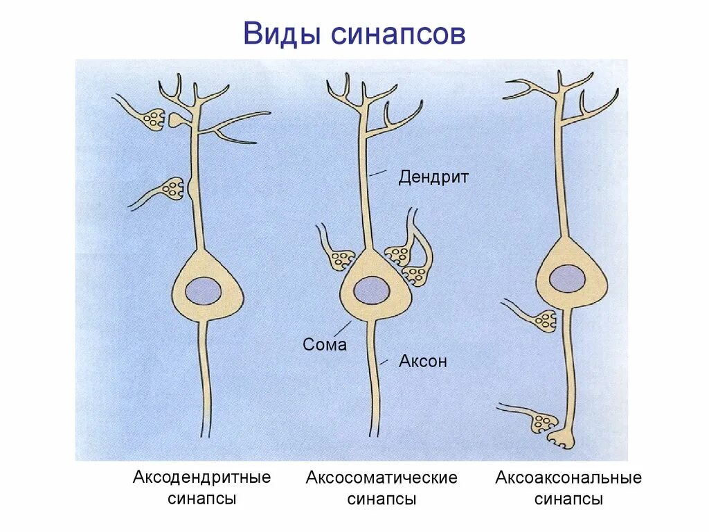 Схемы синаптических контактов нейронов. Аксоаксоеальный синапс. Виды синапсов схема. Типы синапсов физиология.