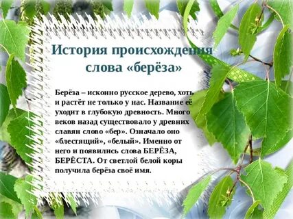Береза откуда название