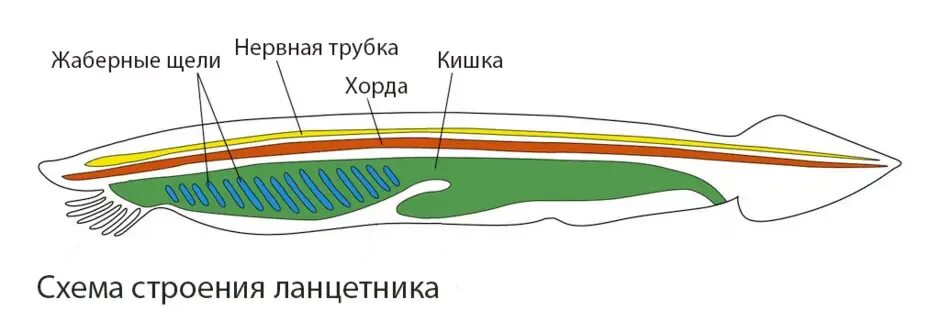 Практическая работа изучение внешнего строения ланцетника. Внешнее и внутреннее строение ланцетника. строение ланцетника рисунок с подписями. ланцетник в разрезе егэ. трубчатая нервная система.
