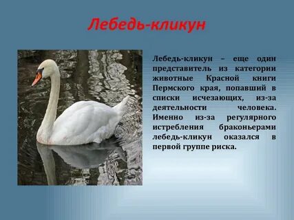 Животные пермского края занесенные в красную книгу