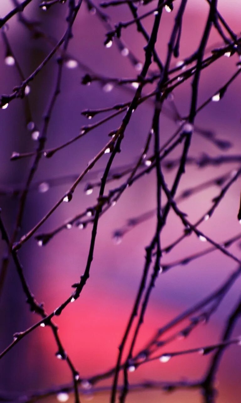 Обои с котятами. Несколько обоев на телефон. Красивые обои на телефон. Обои на рабочий стол цветные. Samsung galaxy s10 4k.