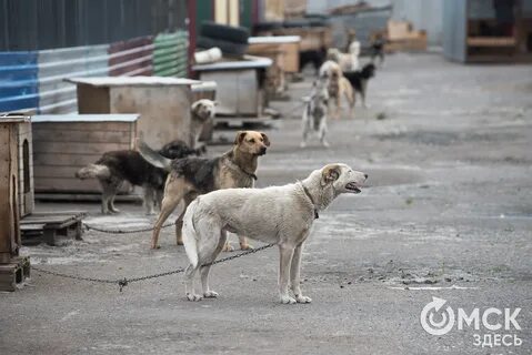 Служба по отлову собак