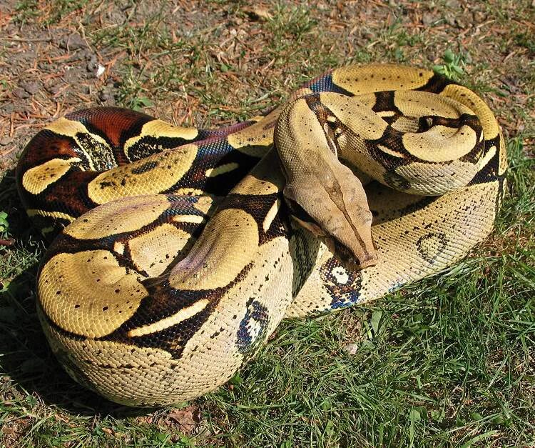 Удав обыкновенный boa Constrictor. Constrictor Constrictor хвост. Удав обыкновенный boa Constrictor питание.