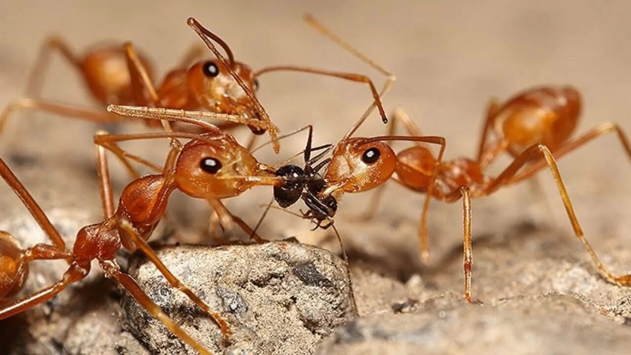 Orange ants. Lasius aphidicola. Муравьи обои. Муравей трудится. Orange ants.