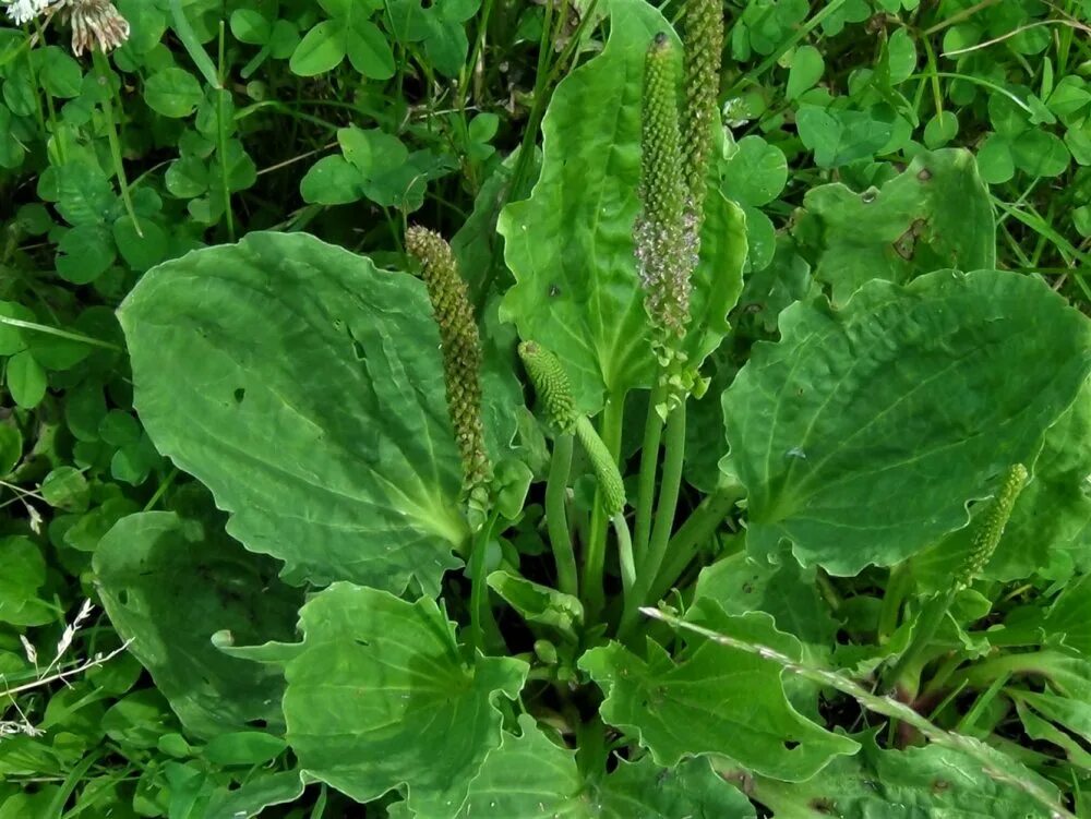 Как оформить подорожник. Подорожник яйцевидный. подорожник плантаго. растения plantago ovata. подорожник широколистный.
