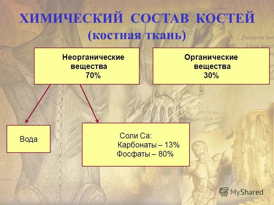 органические и минеральные вещества кости. химический состав костей человека 8 класс. минеральные и органические вещества в костях. химический состав кости органические и неорганические вещества. хим состав костей органические вещества.
