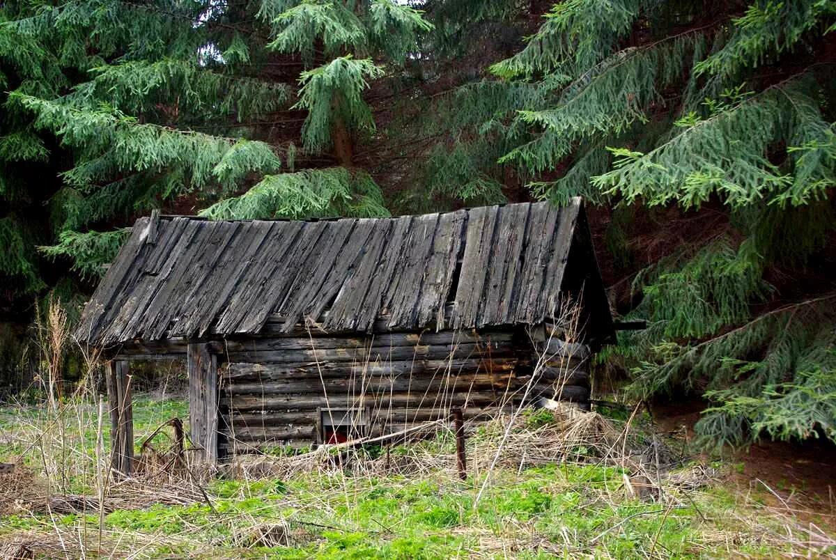 Изба густой. Заброшенные Сибирские деревни в тайге. Избушка Зигальга. Домик лесника в тайге. Заповедник Лесная избушка СПБ.