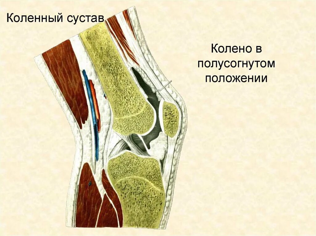 Положение коленного сустава. Коленный сустав. соединение коленного сустава. основные элементы коленного сустава. латеральная поверхность коленного сустава.