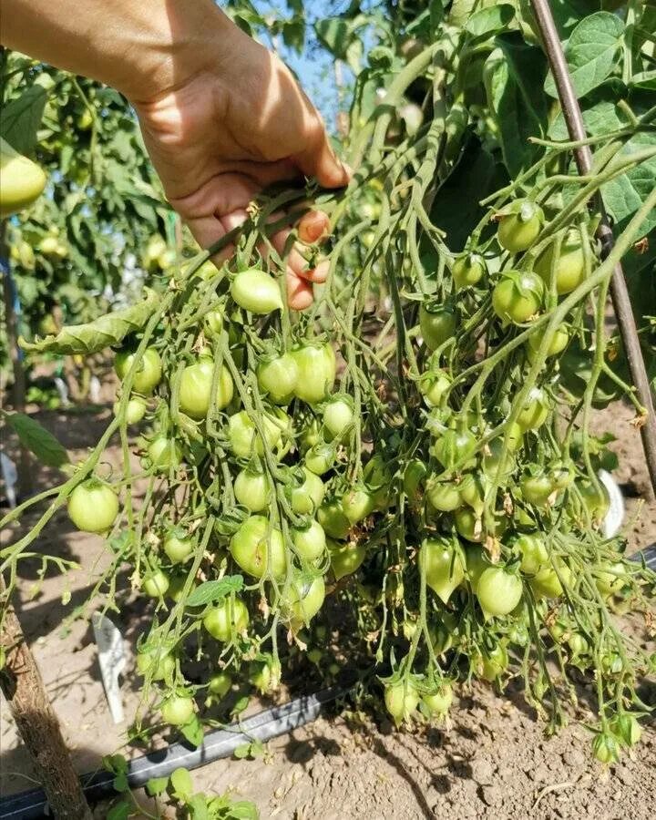 Томат поцелуй герани. Томат поцелуй герани Geranium Kiss. Черри поцелуй герани. Сорт томата поцелуй герани. Сорт томата поцелуй герани фото и описание