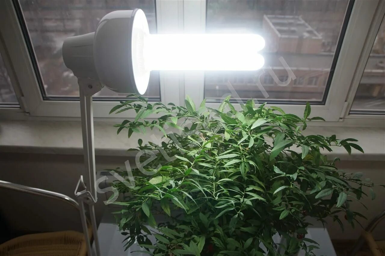 Какой свет лучше для рассады в домашних. Лампа 2700к для растений. ЭСЛ лампы для растений. Лампа 6500к для растений. Led лампа для растений 6500к.