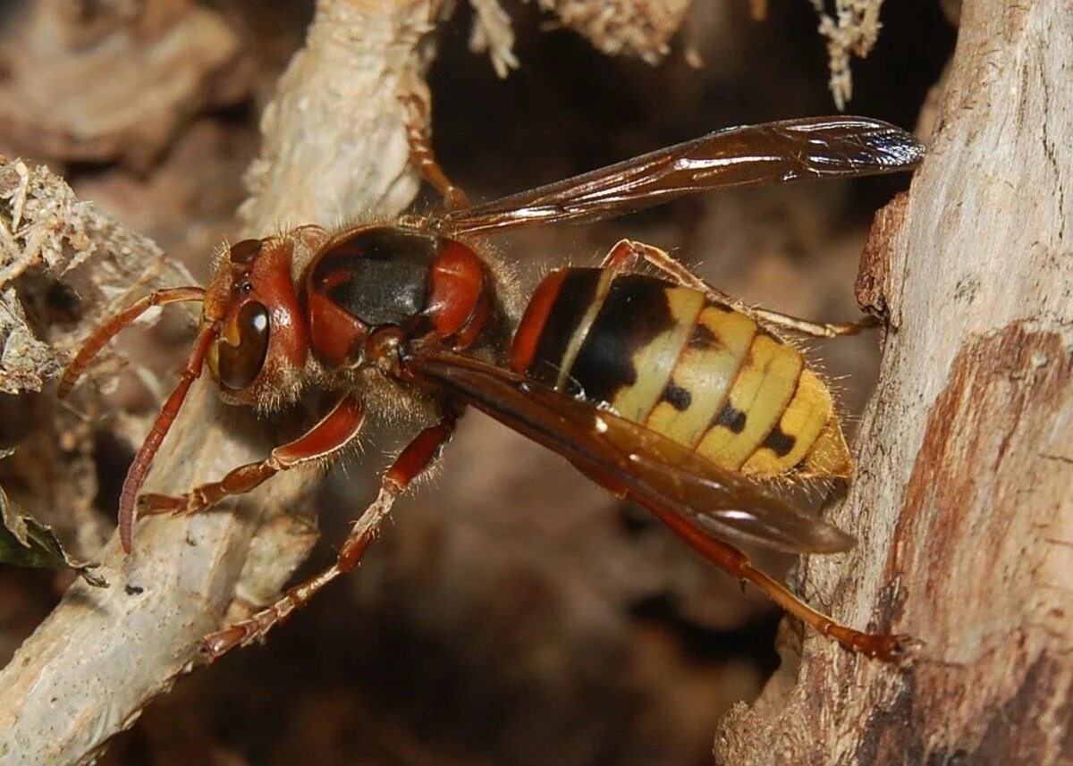 Шершни описание серий. Шершень Веспа Крабро. Шершень Европейский (Vespa crabro). Девятерик Шершень. Оса Vespa crabro.