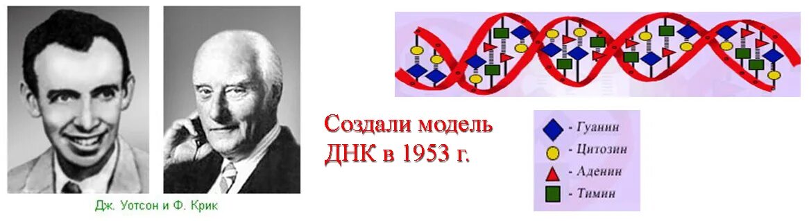 Днк 20.02 24. Структура ДНК Уотсон и крик. Модель структуры ДНК Уотсона-крика. Открытие молекулярной структуры ДНК. Структура ДНК 1953.