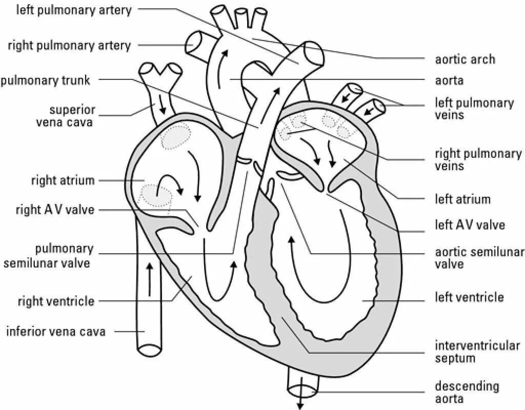 На рисунке изображено строение сердца. Сердце схема строения анатомия. Внутреннее строение сердца анатомия рисунок. Строение сердца схема простая. Строение сердца схема с подписями.
