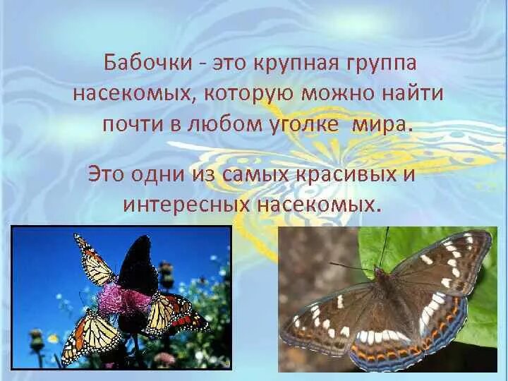 Бабочки это насекомые которые. Продолжить запись бабочки это насекомые которые. Бабочки это насекомые которые продолжи. Проект бабочки это красиво и интересно. Какая бабочка песня