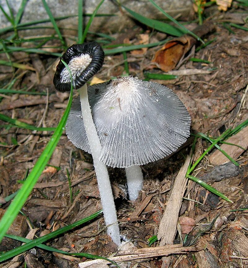 Навозник Coprinopsis. Навозник обыкновенный (Coprinus cinereus). Навозник обыкновенный (Coprinopsis cinerea). Навозник дятловый. Навозник олень