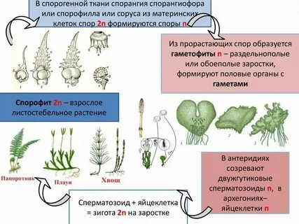 Гаметофит половое или бесполое