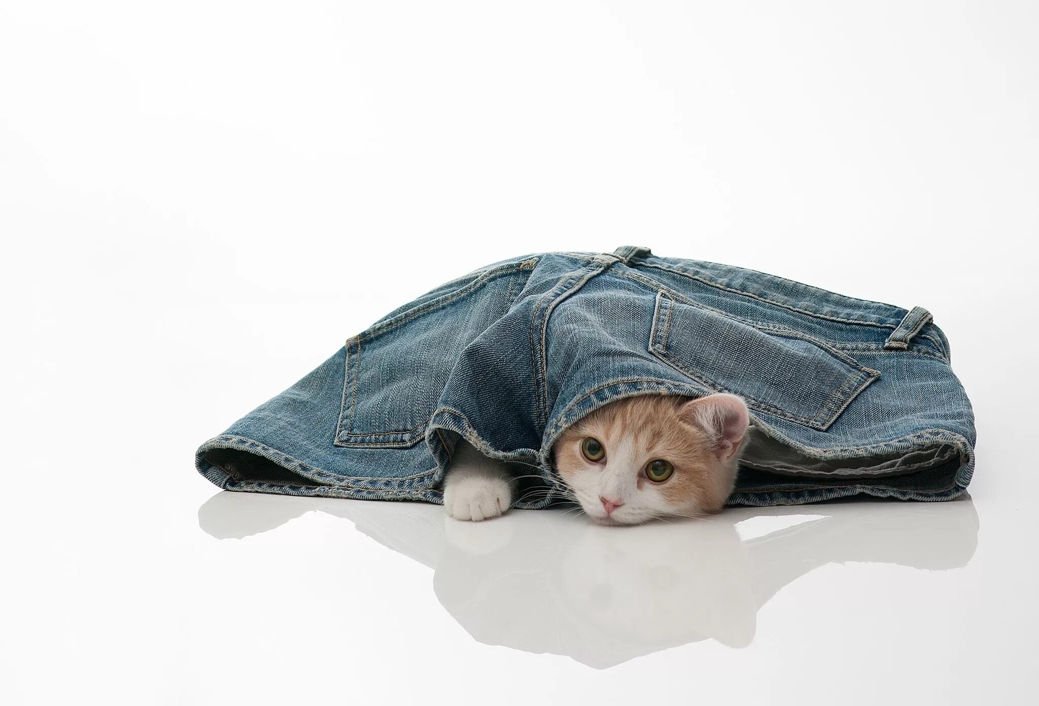 Кошачий язык алфавит. Гарфилд комиксы на русском. Жесты в поведении кошек. Переводчик с человеческого на кошачий язык. Понимание кошачьего языка.