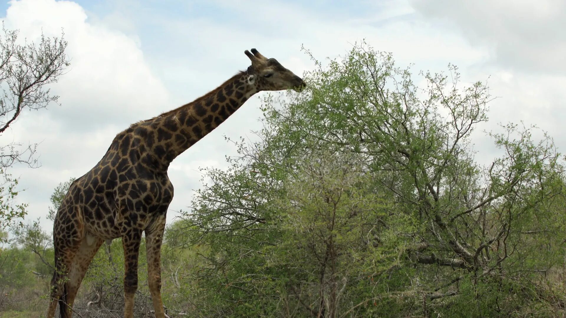 The giraffes usually eat from trees. Giraffe eating from a tree. tall giraffe — eat from a tree на. giraffic. i see a tall giraffe eating from a tree.