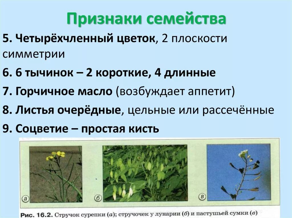 Крестоцветные биология признаки. Признаки семейства крестоцветных. Семейство крестоцветные листья. Крестоцветные сорняки. Семейство крестоцветные соцветие.