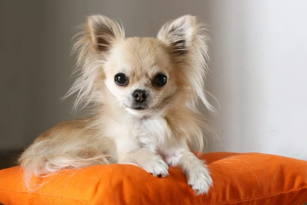 Название породы самой маленькой собаки. Померанский чихуахуа. Чихуахуа Мерле. Карликовые собачки чихуахуа. Чиа Хуа мини длинношерстные.