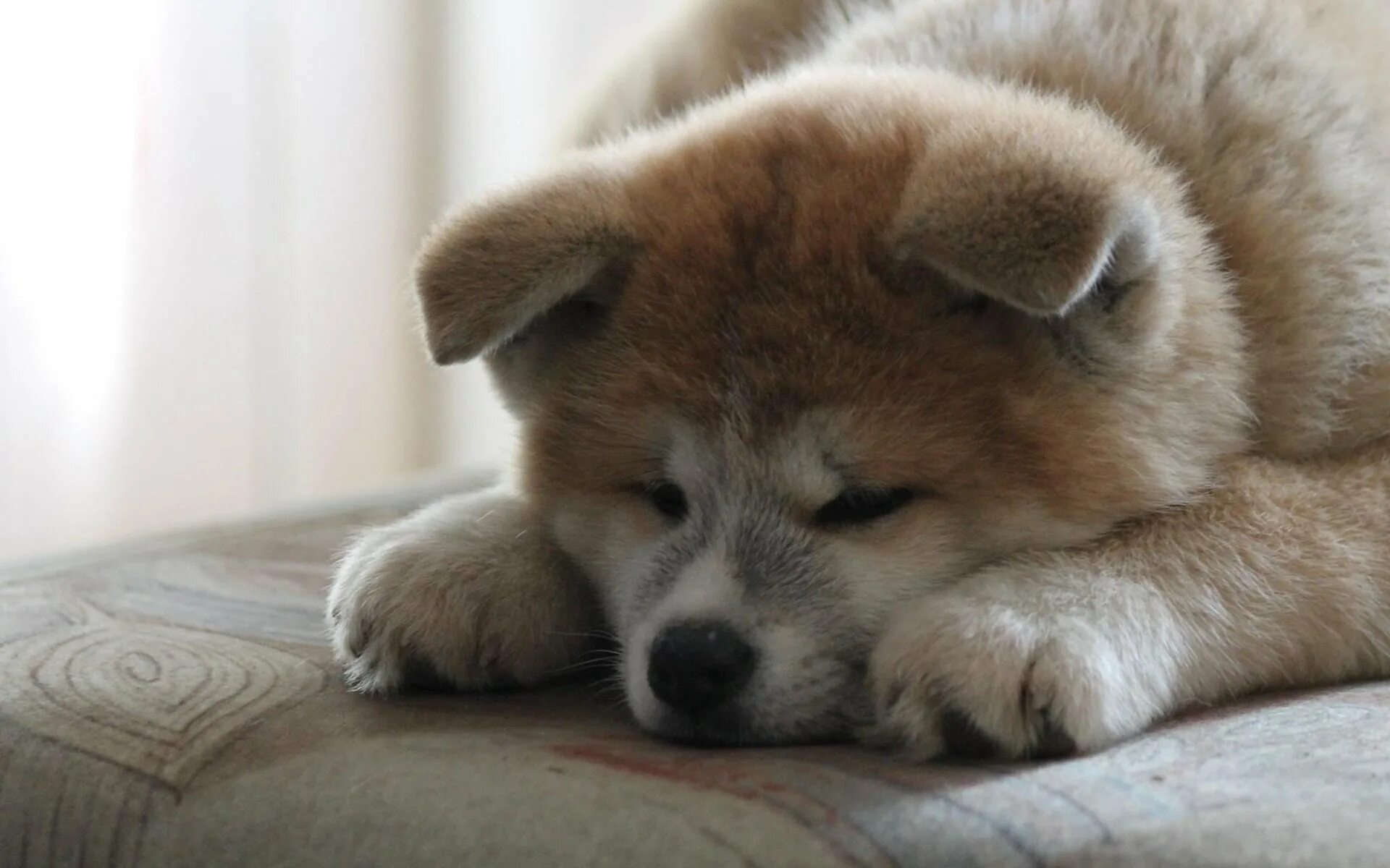 Японская собака 4 буквы. Акита-ину. Акита ину щенок. Порода Хатико Акита-ину. Японская Акита ину.