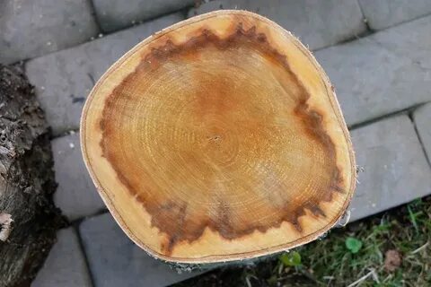 Бактериальная водянка