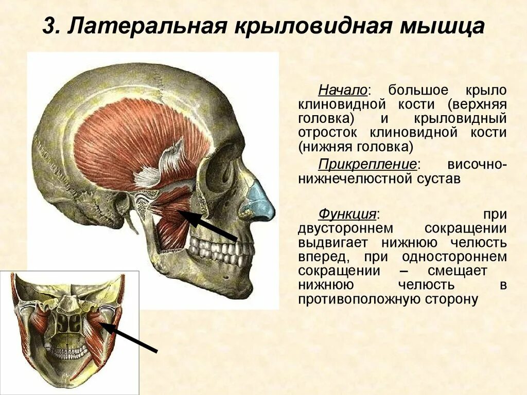 Мышцы артикуляции. 3. Латеральная крыловидная мышца. Латеральная крыловидная мышца начало прикрепление функции. Латеральная крыловидная мышца (m. pterygoideus lateralis). Место прикрепления латеральной крыловидной мышцы.