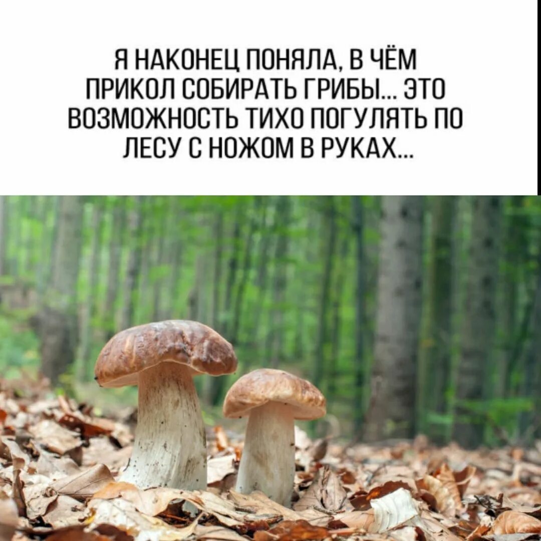 Тихо тихо тихо погулять. Собирает грибы прикол. Приколы про сбор грибов. Шутки про сбор грибов. Приколы по сбору грибов.