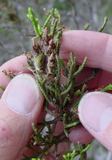 Можжевельник вредители и болезни фото Juniperus communis var. depressa, fruit, Satulah Mountain,. Flickr