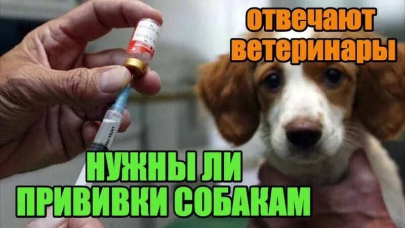 Делают ли собакам прививки от клещей. Вакцинация собак. Нужны ли собакам прививки. Почему важно прививать собаку. Американская прививка для собак.