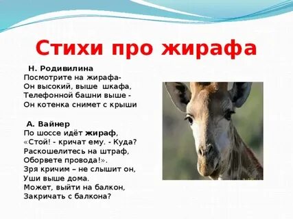 5 стихов про животных