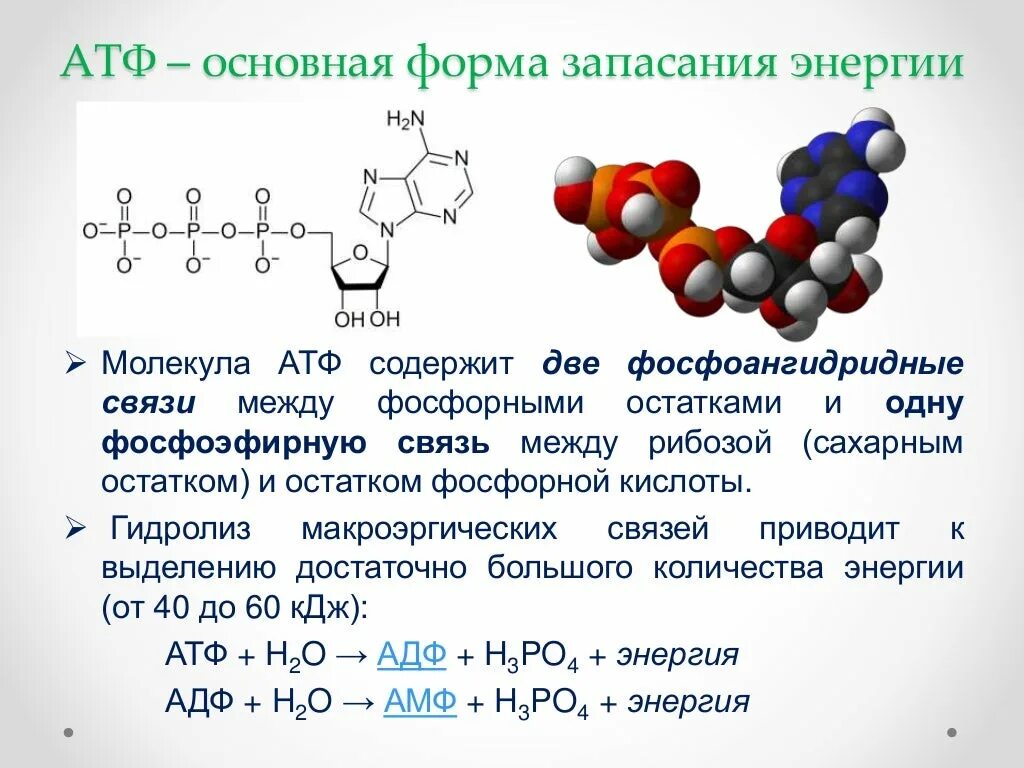 Остаток фосфорной кислоты атф. Молекула АТФ. Молекула АТФ содержит. Связи в молекуле АТФ. Фосфоангидридные связи.