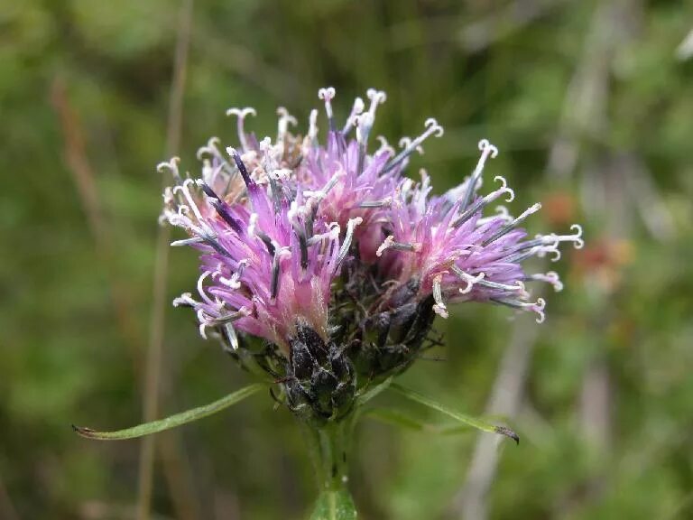 соссюрея иволистная. горькуша солончаковая. соссюрея горькая. растение соссюрея иволистная. горькуша иволистная.
